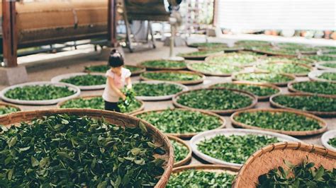 Dlaczego warto kupować kawę i herbatę na stronie Kraina Herbaty? sprawdź 2021